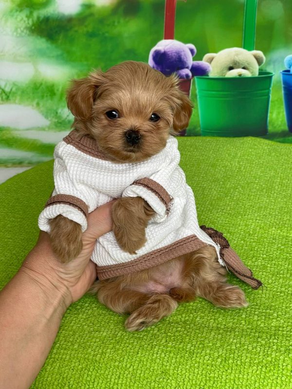 Quincy Maltipoo Quincy Maltipoo