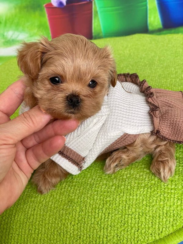 Quincy Maltipoo Quincy Maltipoo