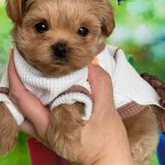 Quincy-female-Maltipoo-puppy-for-sale-3