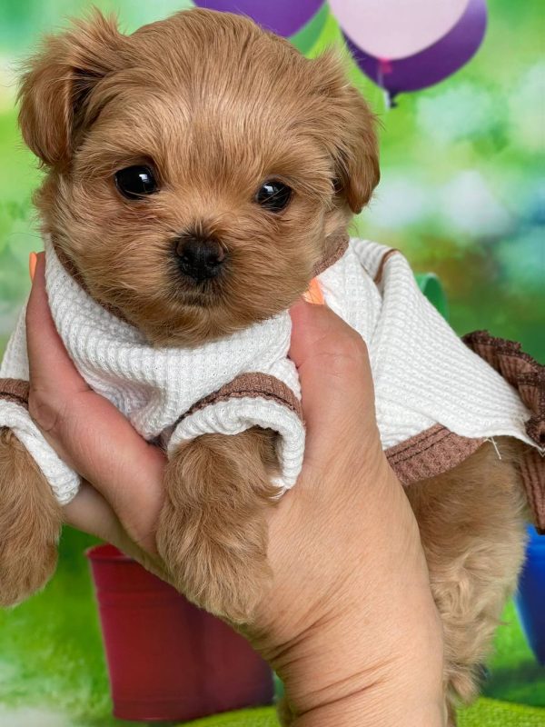 Quincy Maltipoo Quincy Maltipoo