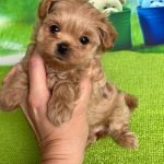 Quincy-female-Maltipoo-puppy-for-sale-4