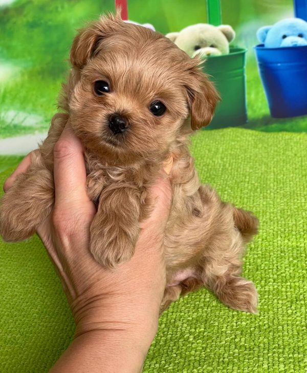 Quincy Maltipoo Quincy Maltipoo