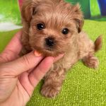 Quincy-female-Maltipoo-puppy-for-sale-5