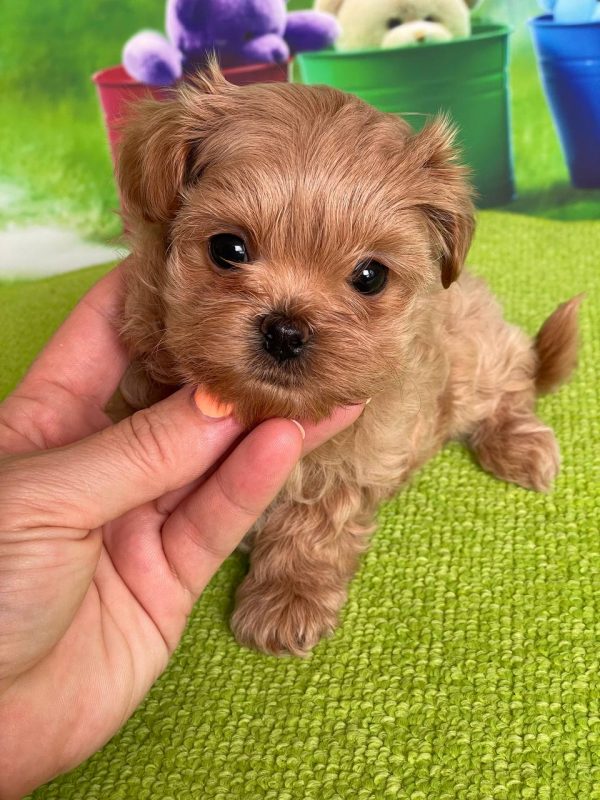 Quincy Maltipoo Quincy Maltipoo