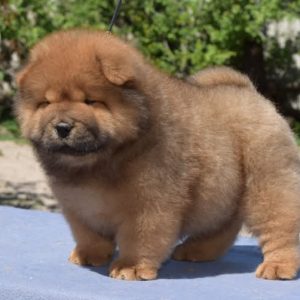 Sylvester Chow-Chow