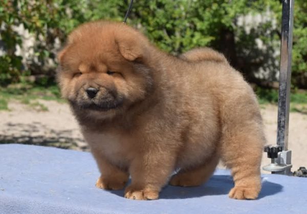 Sylvester Chow-Chow