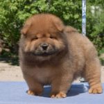 Mars Chow-Chow