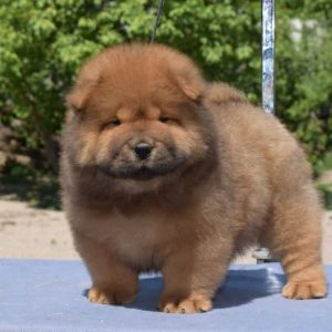 Sylvester Chow-Chow