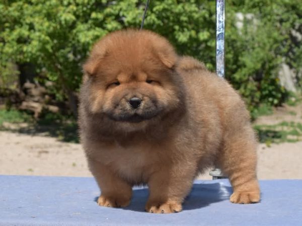 Sylvester Chow-Chow