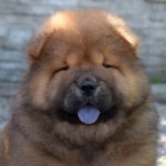 Sylvester-male-chow-chow-puppy-for-sale-1 (3)
