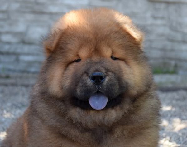 Sylvester Chow-Chow