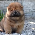 Sylvester-male-chow-chow-puppy-for-sale-1 (4)
