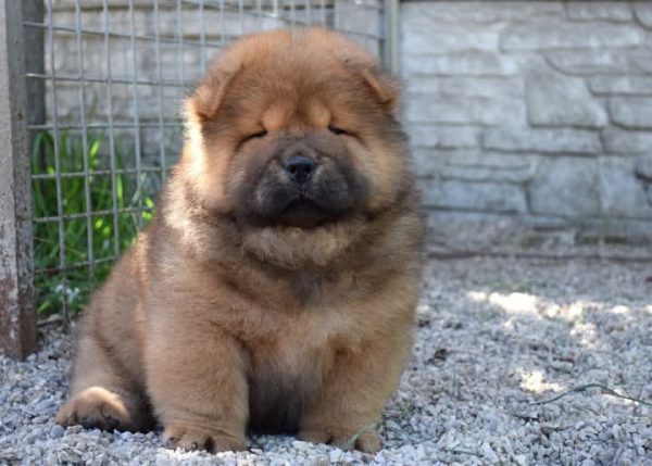 Sylvester Chow-Chow