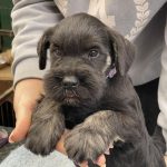 Tomas-male-miniature-schnauzer-puppy-for-sale-1 (1)