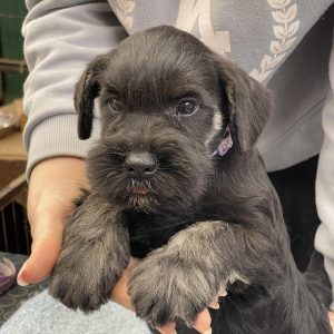 Tomas Miniature Schnauzer