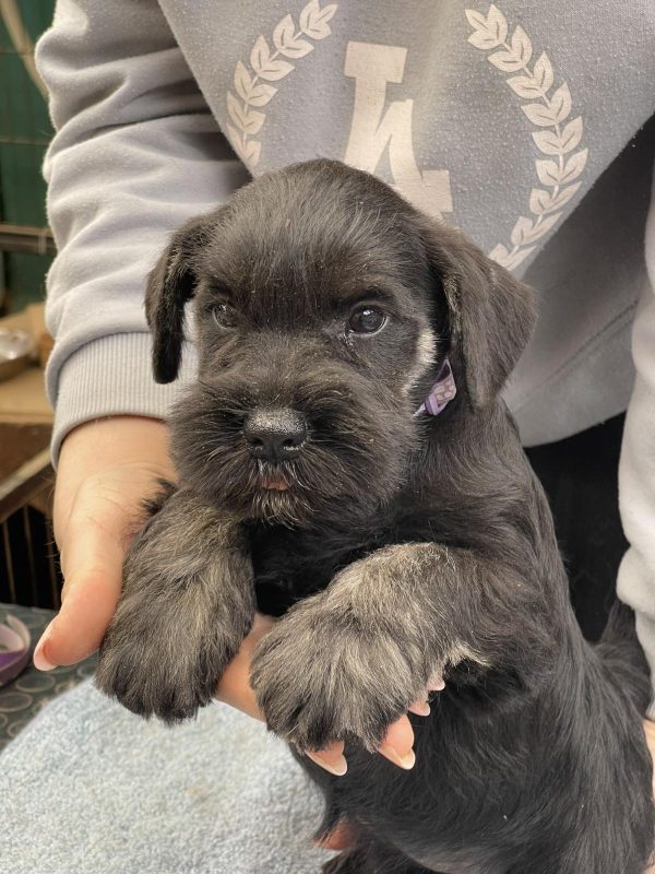 Tomas Miniature Schnauzer