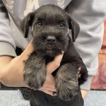 Tomas-male-miniature-schnauzer-puppy-for-sale-1 (2)