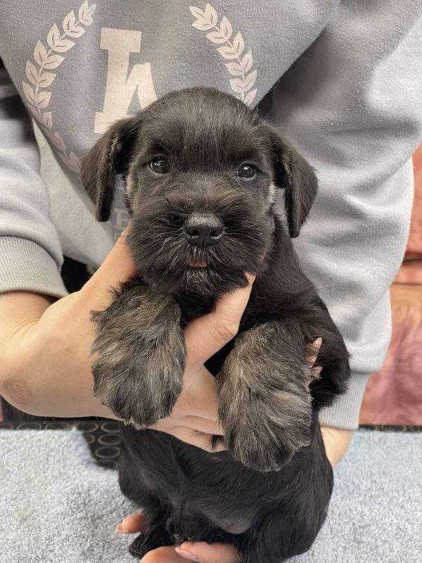 Tomas Miniature Schnauzer