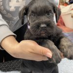 Tomas-male-miniature-schnauzer-puppy-for-sale-1 (3)