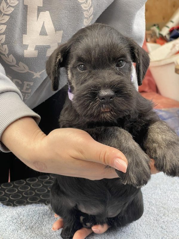 Tomas Miniature Schnauzer