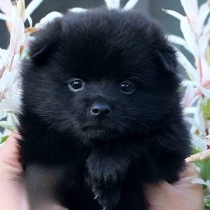 Yanis Schipperke Yanis Schipperke
