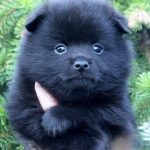 Yanis-male-Schipperke-puppy-for-sale-1 (2)