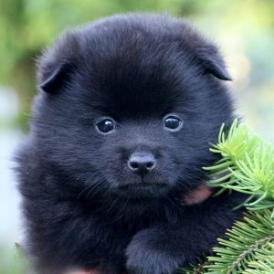 Yanis Schipperke Yanis Schipperke