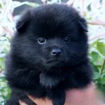 Yanis-male-Schipperke-puppy-for-sale-1 (4)