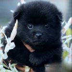Yanis-male-Schipperke-puppy-for-sale-1 (5)