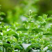 amber-ford-vtHMR1N9Seo-unsplash