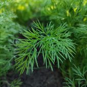 anna-evans-h7sIa4E5mIg-unsplash