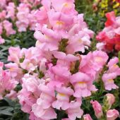 pet-safe flowers and plants