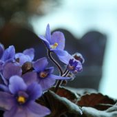 corina-bianca-alb-oatNLuTMfiY-unsplash