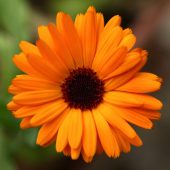 pet-safe flowers and plants