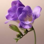 jenny-thalheim-wmaMFVNf_eo-unsplash (1)