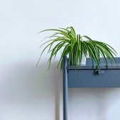 lucian-alexe-Si8rYoK5tf0-unsplash