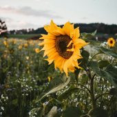 pet-safe flowers and plants