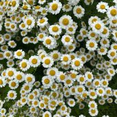 pet-safe flowers and plants