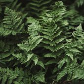 robert-nelson-9H3WouBtk0U-unsplash