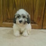 Abi-female-havanese-puppy-for-sale- (1)