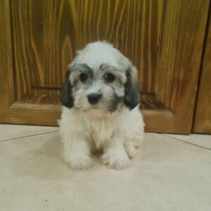 Abi Havanese