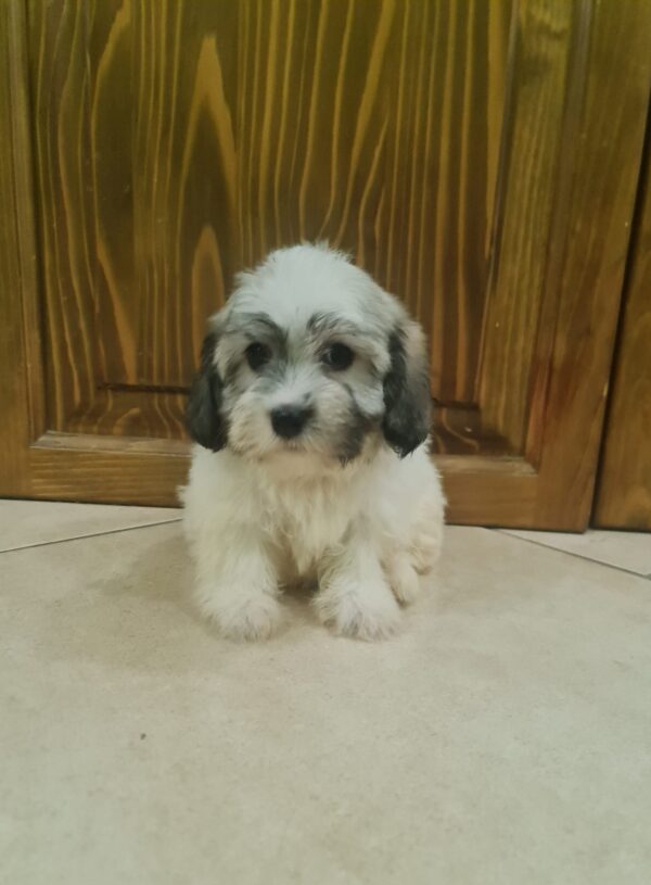 Abi Havanese