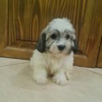 Abi-female-havanese-puppy-for-sale- (2)