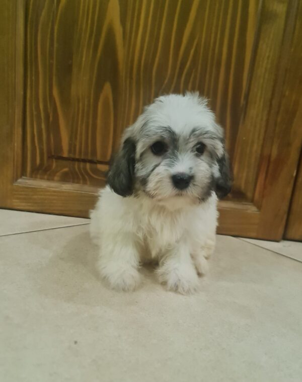 Abi Havanese