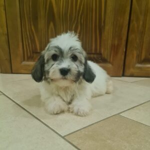 Abi Havanese