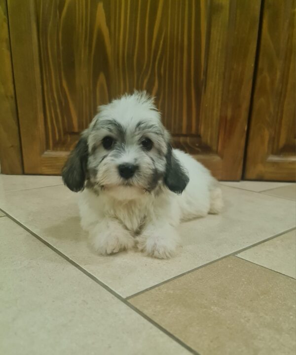 Abi Havanese