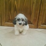 Abi-female-havanese-puppy-for-sale- (4)