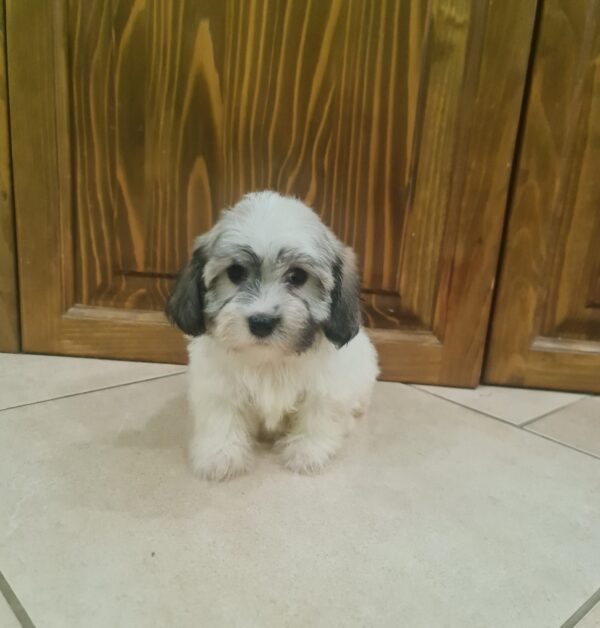 Abi Havanese