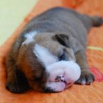 Milla English Bulldog