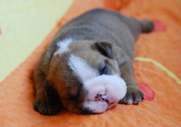 Alex English Bulldog Alex English Bulldog